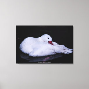 Toile Cygne Coscoroba P3442