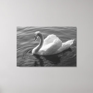Toile Cygne. Roath Park Lake, Cardiff, Wales B&W