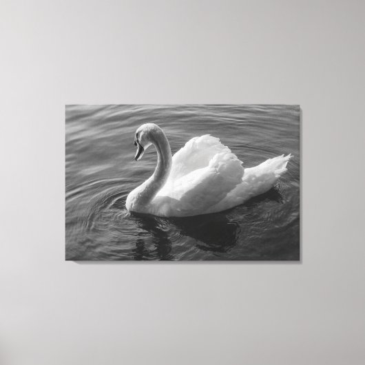 Toile Cygne. Roath Park Lake, Cardiff, Wales B&W (Recto)