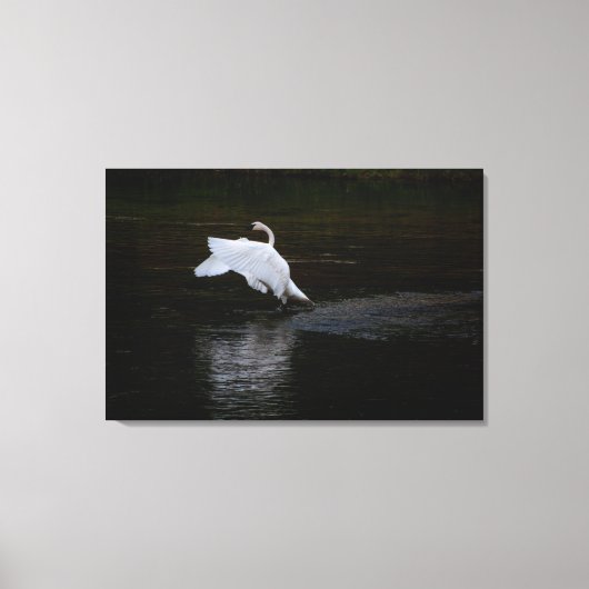 Toile Cygne trompette (Recto)