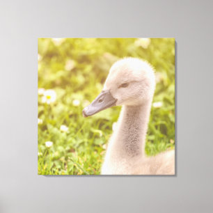 Toile Cygnet de cygne muet