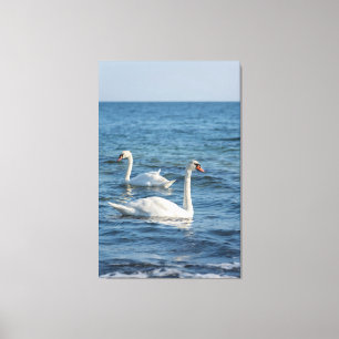 Toile Cygnus cygne blanc