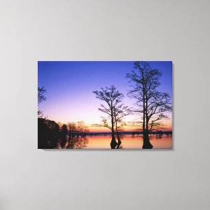 Toile Cyprès chauves silhouettés au coucher du soleil,