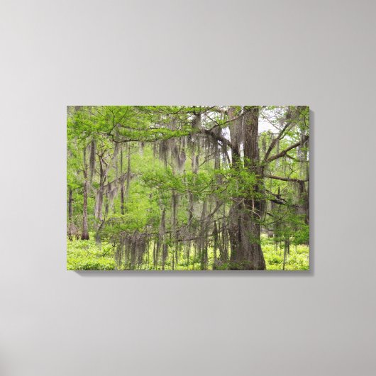 Toile Cypress dans le marais de Louisiane (Recto)
