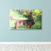 Toile Dachshund miniature à cheveux longs 1 (Insitu (Plancher de Bois))