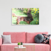 Toile Dachshund miniature à cheveux longs 1 (Insitu(Salon))