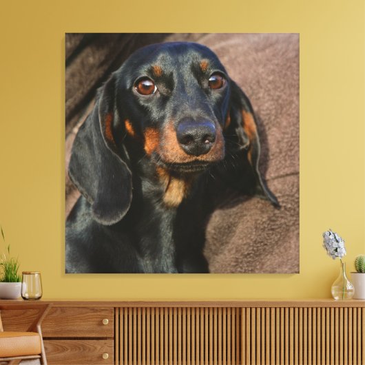 Toile dachshund noir et tan (Insitu(Salon))