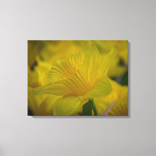 Toile Daffodiques en gros plan