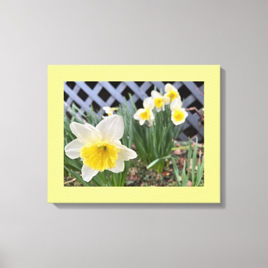 Toile Daffodiques jaunes (Recto)