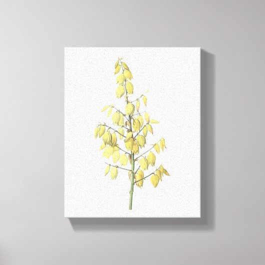 Toile Dagger espagnol (Yucca gloriosa) par Redouté (Recto)