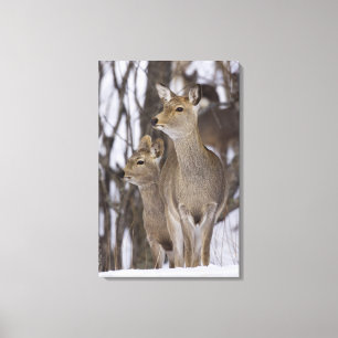 Toile Daine de cerfs communs de Sika et jeune, Hokkaido,