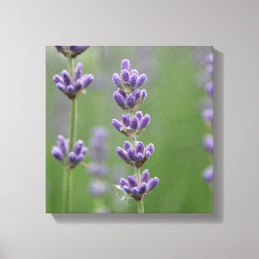 Toile Dainty Lavender (Recto)