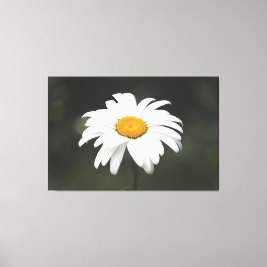 Toile Daisy Canvas Art (Recto)