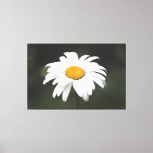 Toile Daisy Canvas Art