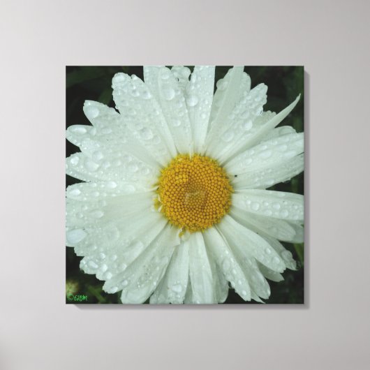 Toile Daisy Dream Stretched Canvas Print (Recto)