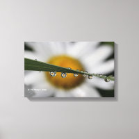 Daisy Drops photo nature