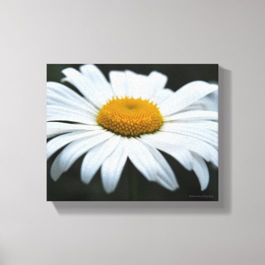 Toile Daisy - Face vers le haut (Recto)