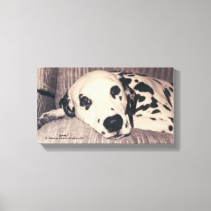Toile Dalmatie sur un canapé — Sparkler