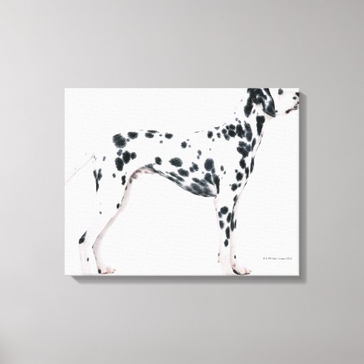 Toile Dalmatien 2 (Recto)