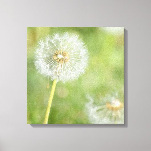 Toile Dandelion (Recto)