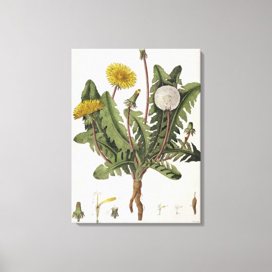 Toile Dandelion (gravure couleur) (Recto)
