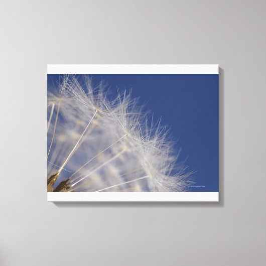 Toile Dandelions (Recto)
