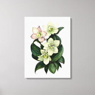 toile d'aquarelle botanique à hellebore blanc