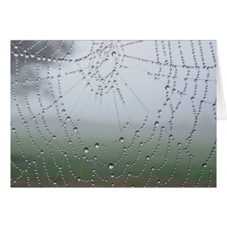 Toile d'araignée de rosée de matin