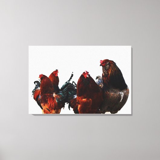 Toile d'art photographique de poulets de coq Gang (Recto)