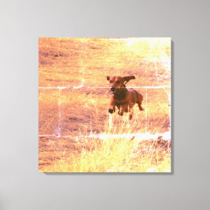 Toile Daschund Dog Jumping dans la photographie de terra
