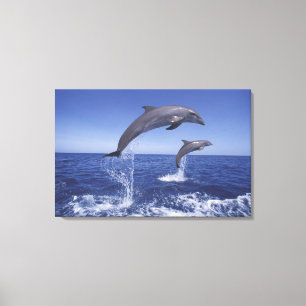 Toile dauphins à gros nez des Caraïbes