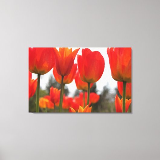 Toile De Belles Fleurs De Tulipes Rouges. (Recto)