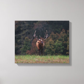 Toile de cerf