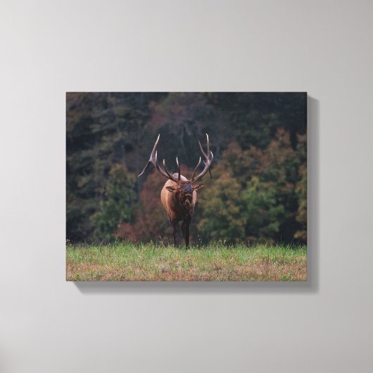 Toile de cerf (Recto)