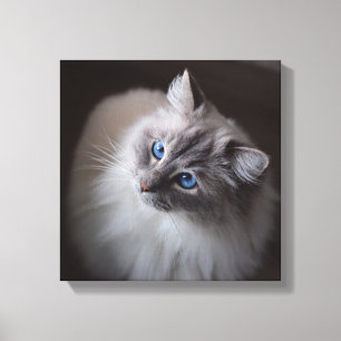 Toile de chat de Ragdoll - les yeux bleus de