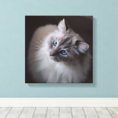 Toile de chat Ragdoll - Millie's Blue Eyes (Insitu (Plancher de Bois))