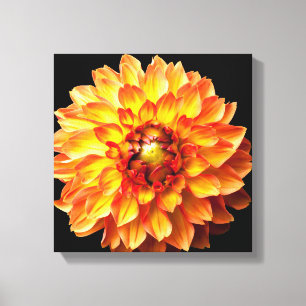 Toile de fleur Dahlia.
