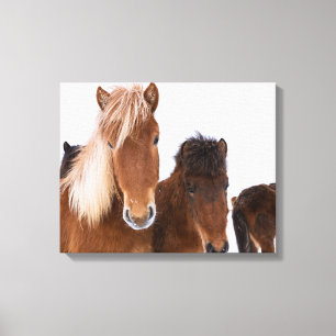 Toile De mignons chevaux islandais ensemble