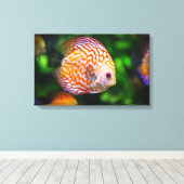 Toile de poisson Discus (Insitu (Plancher de Bois))