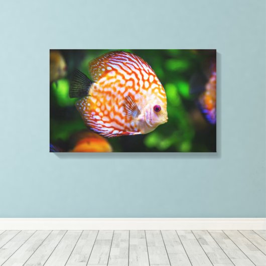 Toile de poisson Discus (Insitu (Plancher de Bois))