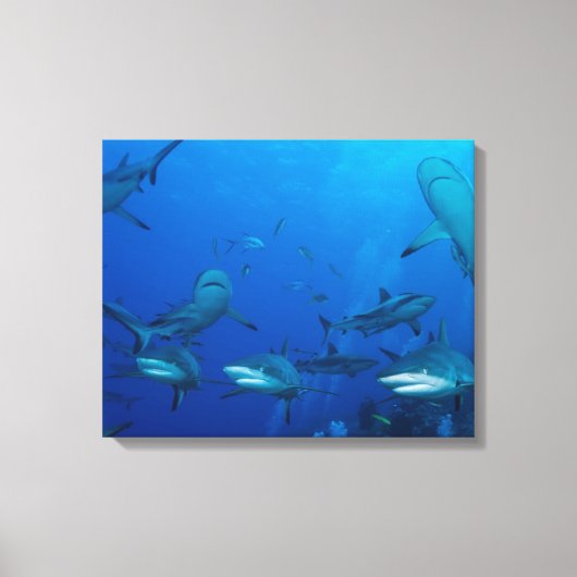 Toile de requin de récif enveloppée (Recto)