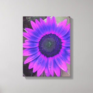 Toile de tournesol violet rose N