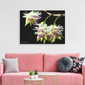 Toile Dendrobium Amethystoglossum (Insitu(Salon))