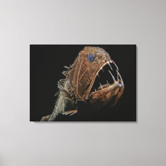 Toile Dent (Anoplogaster cornuta), Commande Beryciform (Recto)