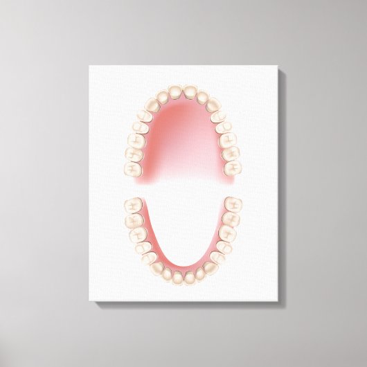 Toile Dents permanentes dentition adulte (Recto)