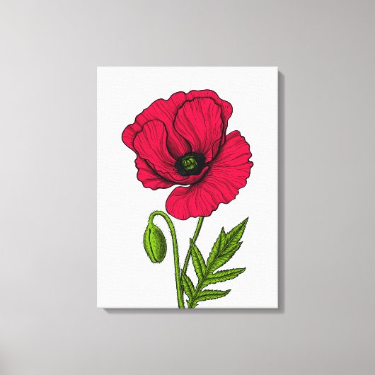 Toile Dessin de coquelicot rouge (Recto)