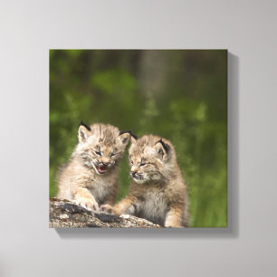 Toile Deux chatons de Canada Lynx jouant sur un rondin