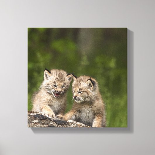 Toile Deux Chatons Lynx (Lynx Canadensis) du Canada (Recto)