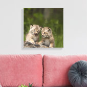 Toile Deux Chatons Lynx (Lynx Canadensis) du Canada (Insitu(Salon))