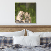 Toile Deux Chatons Lynx (Lynx Canadensis) du Canada (Insitu(Chambre))